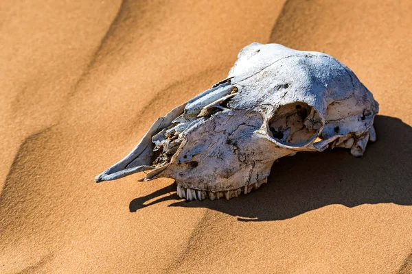 Schapen schedel in zand sluiten — Stockfoto