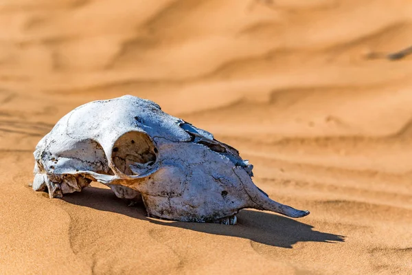 Schapen schedel in zand sluiten — Stockfoto