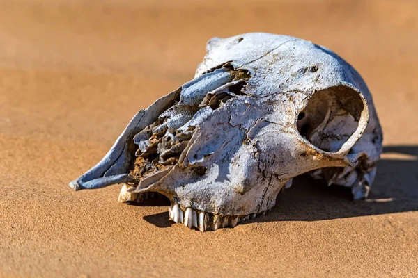 Cráneo de oveja en arena cerca —  Fotos de Stock