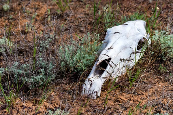 Cráneo de caballo en la hierba de cerca — Foto de Stock