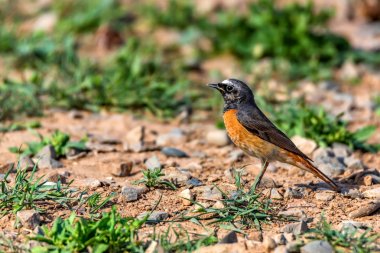 Redstart bird walks on ground close clipart