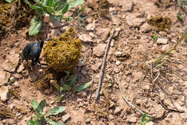 Pojedynczy sacer Scarabaeus skarabeusza świętych na ziemi — Zdjęcie stockowe