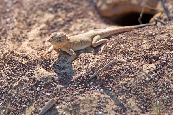 Spotted toad-headed Agama on sand close — Stock Photo, Image