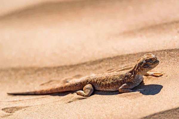 Spotted toad-headed Agama på sand nära — Stockfoto