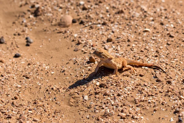Geflecktes Krötenkopf-Agama auf Sand nahe — Stockfoto