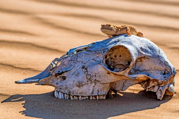 馬の頭蓋骨の斑点を付けられたヒキガエル向かったアガマトカゲ — ストック写真