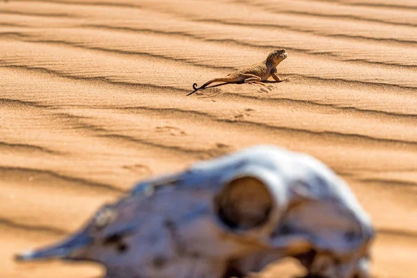 Spotted toad-headed Agama and horses skull close — Stock Photo, Image