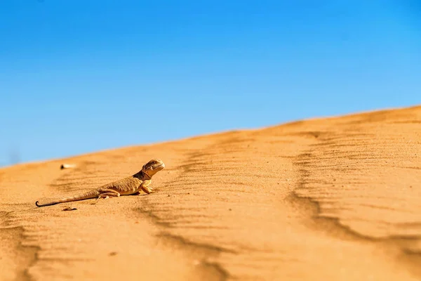 Toad-headed Agama gespot op zand dicht — Stockfoto