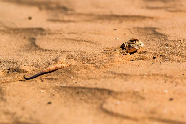 Spotted ropucha headed Agama na piasku blisko — Zdjęcie stockowe