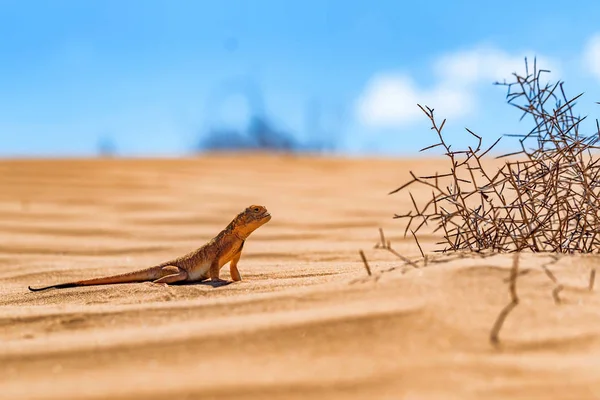 Spotted toad-headed Agama on sand close — Stock Photo, Image