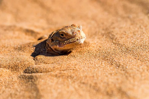 Gespot pad-hoofd Agama begraven in zand dichtbij — Stockfoto