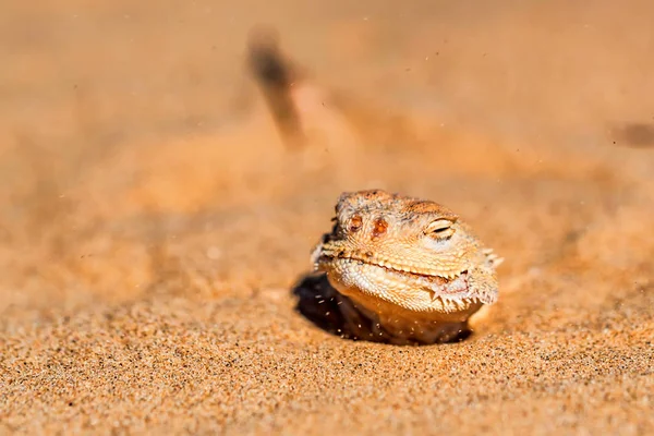 Gespot pad-hoofd Agama begraven in zand dichtbij — Stockfoto