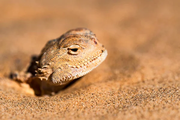 Gespot pad-hoofd Agama begraven in zand dichtbij — Stockfoto