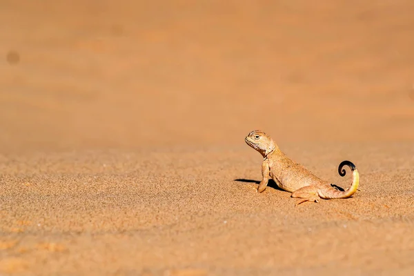 Плямистий жаба очолював Agama піску закрити — стокове фото