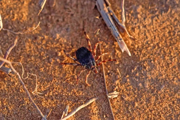 Ixodidae Stock Photos, Royalty Free Ixodidae Images Depositphotos