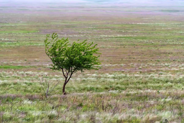 Osamělý strom v stepi krásná krajina — Stock fotografie
