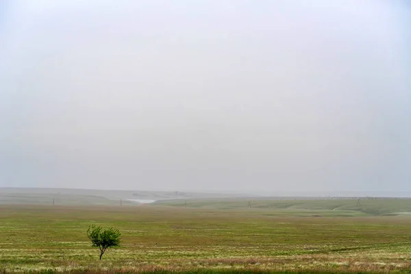Árvore solitária na estepe bela paisagem — Fotografia de Stock