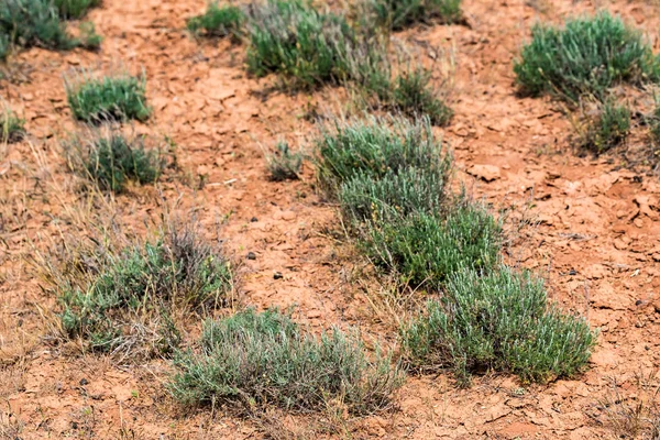 Paisagem semi-desértica com sagebrush — Fotografia de Stock