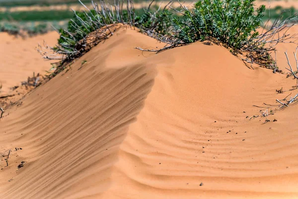 Paesaggio semi-desertico con sabbia e piante verdi — Foto Stock