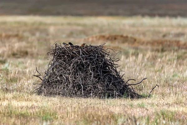 Steppe eagle sits in nest ion ground — Stock Photo, Image