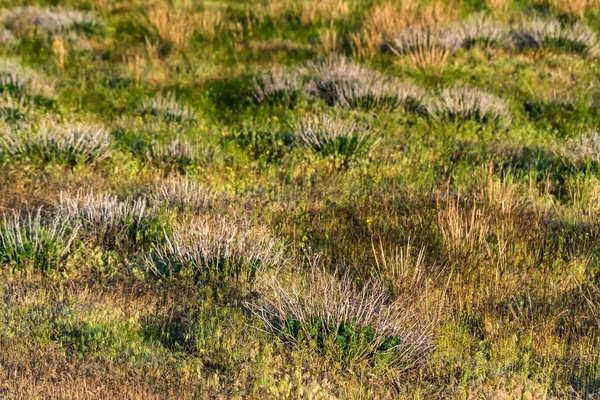 Grama selvagem cresce na estepe perto — Fotografia de Stock