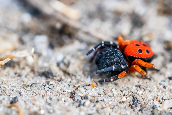 Ladybird spindel eller Eresus kollari nära — Stockfoto