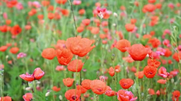 Wiese mit wildem Mohn in voller Blüte — Stockvideo