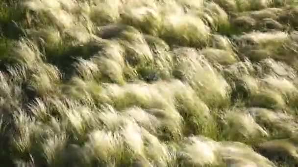 Gümüş tüy güneş doğarken rüzgarda sallanan çimen — Stok video