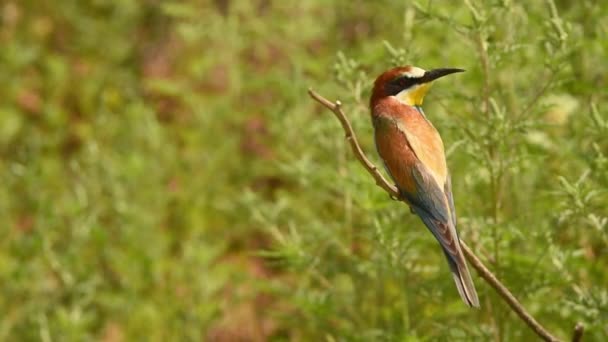 European bee-eater or Merops apiaster — Stock Video