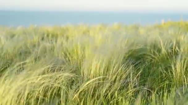 Stříbrné péřová tráva kymácí ve větru při východu slunce — Stock video