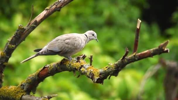 Oděv holubice nebo Streptopelia decaocto na větvi — Stock video