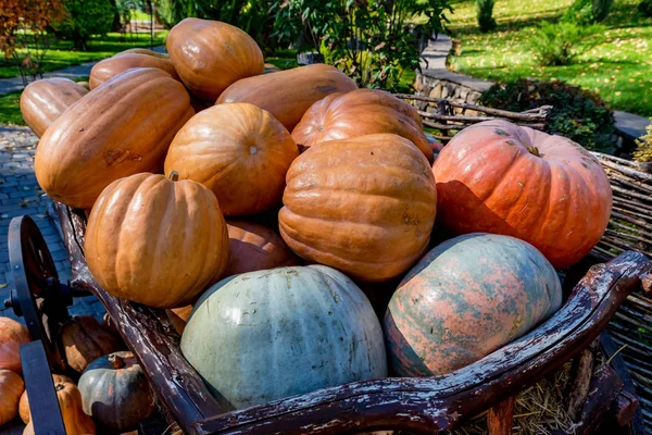 Dekoracyjny drewniany wózek pełen dyń na zewnątrz. Halloween lub Święto Dziękczynienia — Zdjęcie stockowe