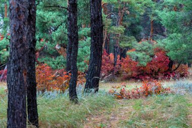 Kırmızı ve turuncu duman yapraklı parlak sonbahar ormanı