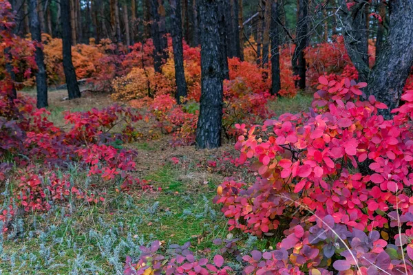 Helder herfstbos met rode en oranje bladeren van rookboom — Stockfoto