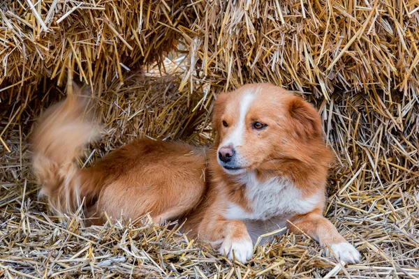 Cão de fazenda marrom bonito repousa no feno ao ar livre — Fotografia de Stock