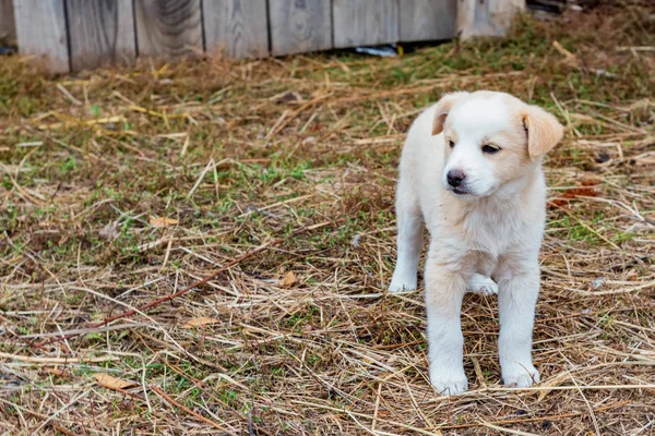 Şirin beyaz köpek yavrusu dışarıda yürüyor. — Stok fotoğraf