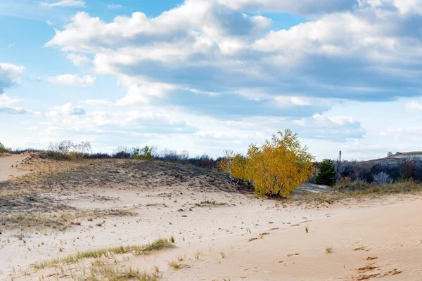 Bouleaux jaunes en semi-désert en automne — Photo
