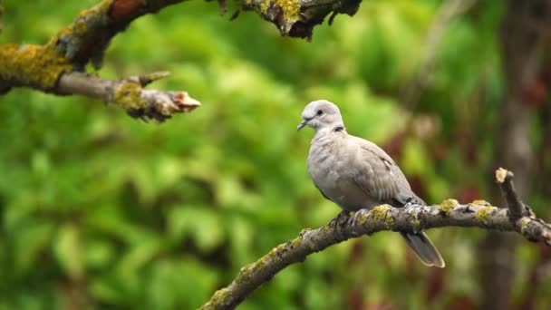 Gebogen duif of Streptopelia decaocto op tak — Stockvideo