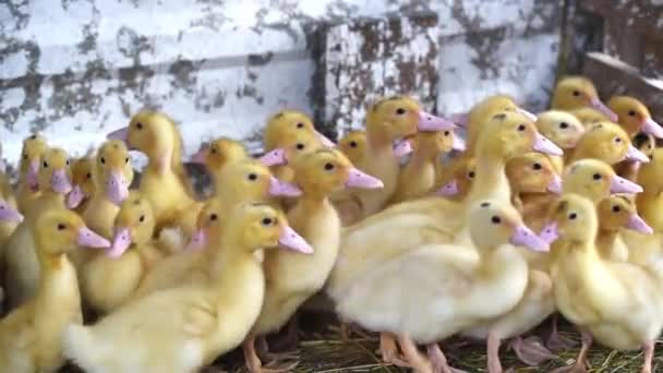 Schattige eendjes rusten op de grond — Stockvideo