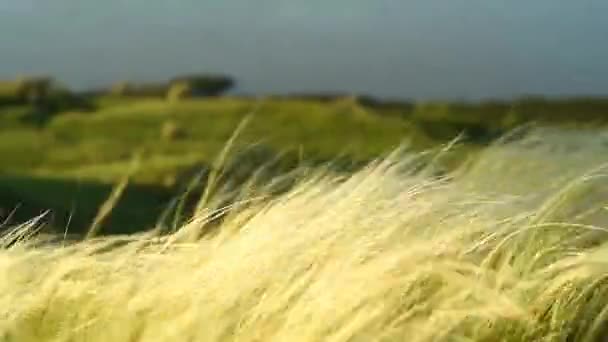Серебряная трава, качающаяся на восходе солнца — стоковое видео