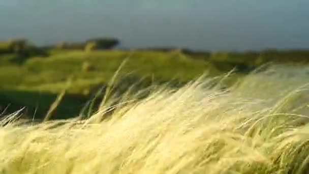 Hierba de plumas de plata balanceándose al amanecer — Vídeo de stock