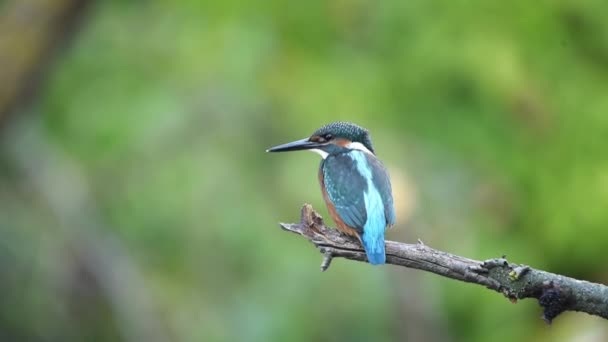 Kingfisher or Alcedo atthis perches on branch — Stock Video