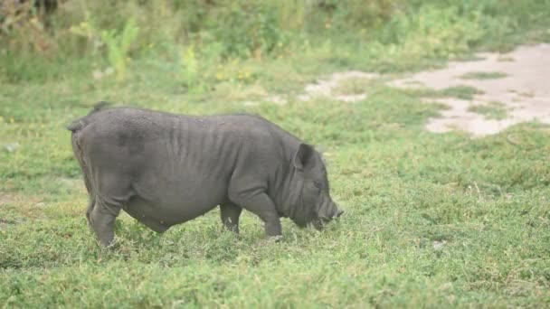 Söt svart roliga aktiva vietnamesiska gris utomhus — Stockvideo