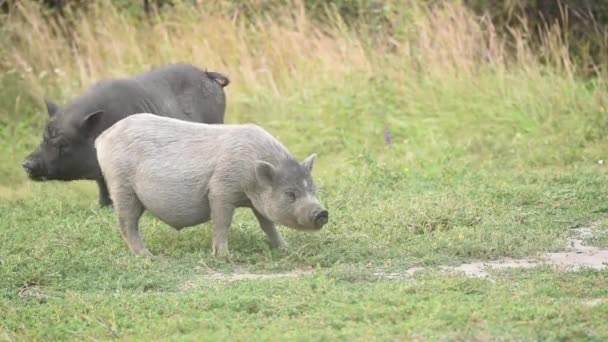 Lindo negro divertido activo vietnamita cerdo al aire libre — Vídeos de Stock