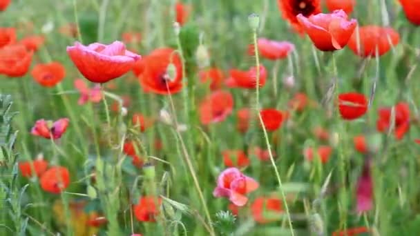 Prairie avec coquelicots sauvages en fleurs — Video