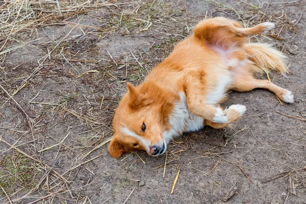Cute playful brown farm dog lies on ground outdoors