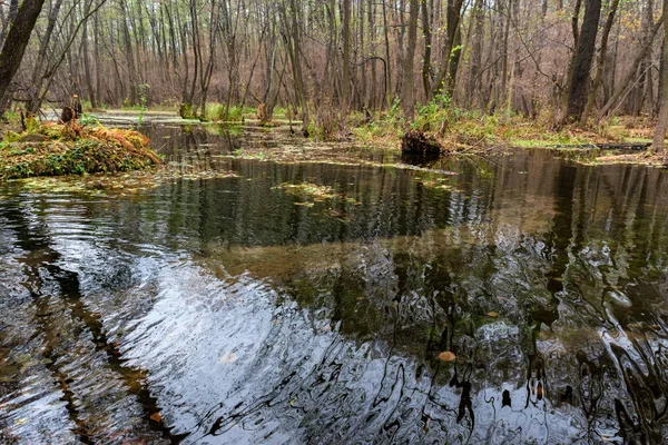 Vue panoramique d'automne d'un marais en forêt — Photo