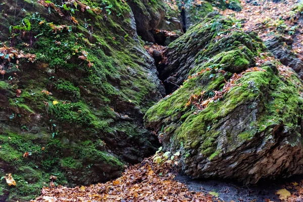 Őszi erdő kilátás lehullott levelek és zöld moha — Stock Fotó