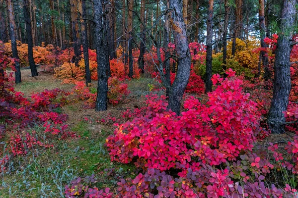 Floresta de outono brilhante com folhas vermelhas e laranja de árvore de fumaça — Fotografia de Stock