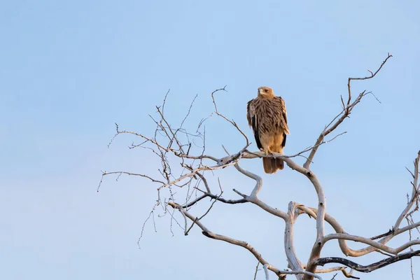 Steppe eagle or Aquila nipalensis perches on dry tree — Stock Photo, Image